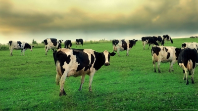 Кубанским фермерам вернут долги по господдержке на молоко