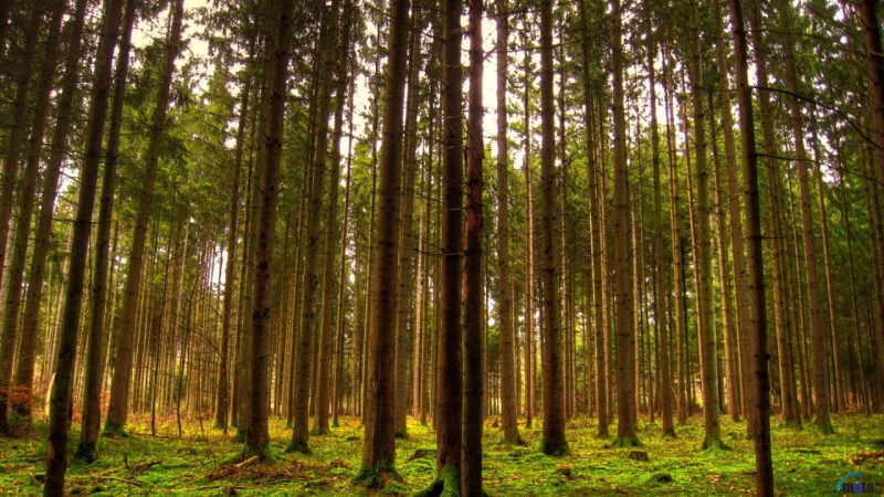 Центр ОНФ по проблемам экологии и защиты леса обозначил основные проблемы водных ресурсов в России