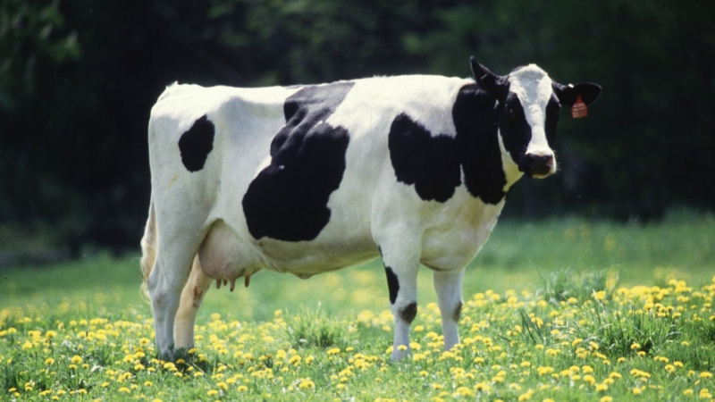 На Кубани поголовье коров за год решили увеличить на 10%
