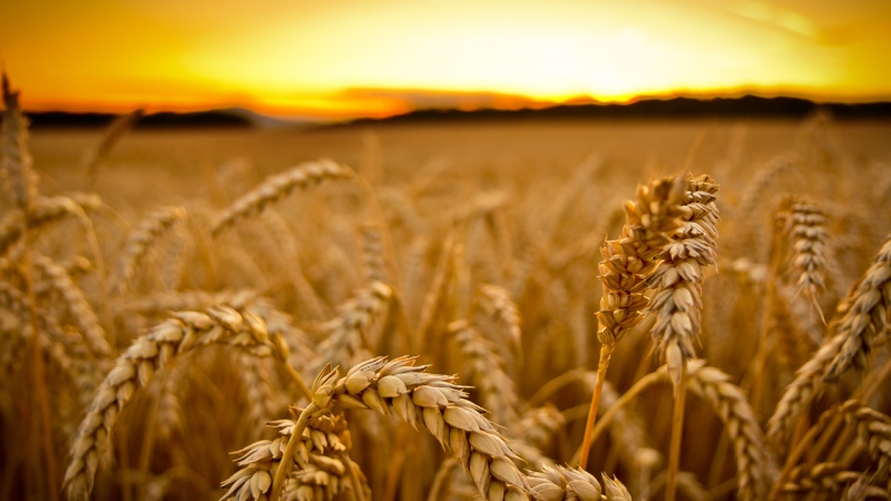 Краснодарский край планирует увеличить производство зерновых до 11 млн тонн