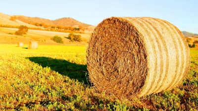 В Ростовской области сельхозпроизводители смогут оформить субсидии через сеть МФЦ