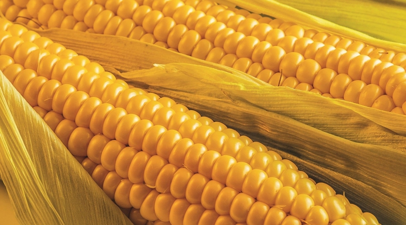 Россия хочет производить 50 млн тонн кукурузы в год