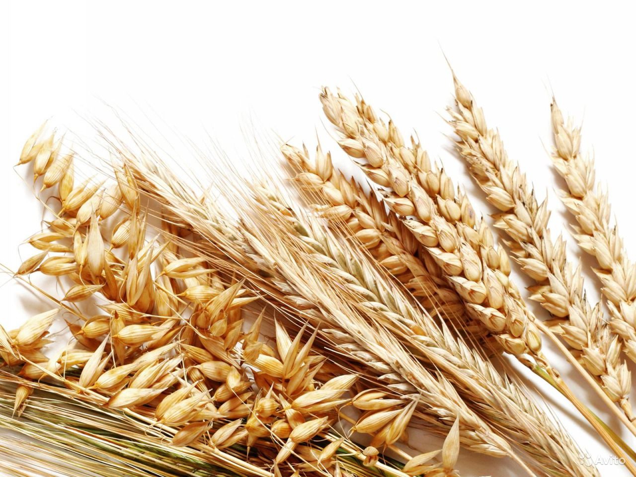 Минсельхоз России может увеличить экспортную пошлину на зерно