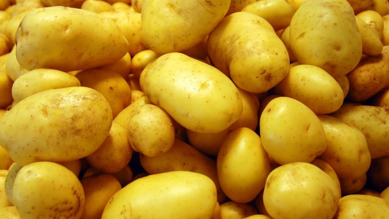 Производство картофеля в РФ выросло на 6,8%