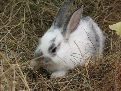 Новая кроличья ферма будет построена на Кубани