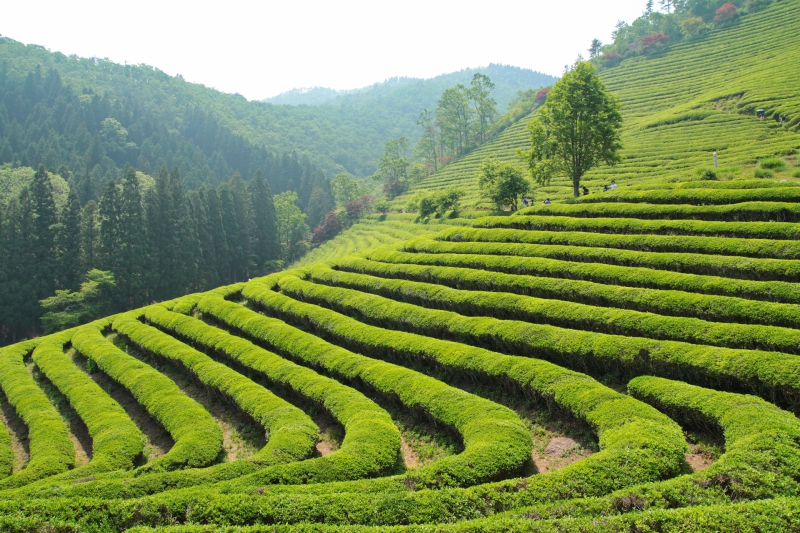 Чайные плантации станут основой экотуризма Сочи