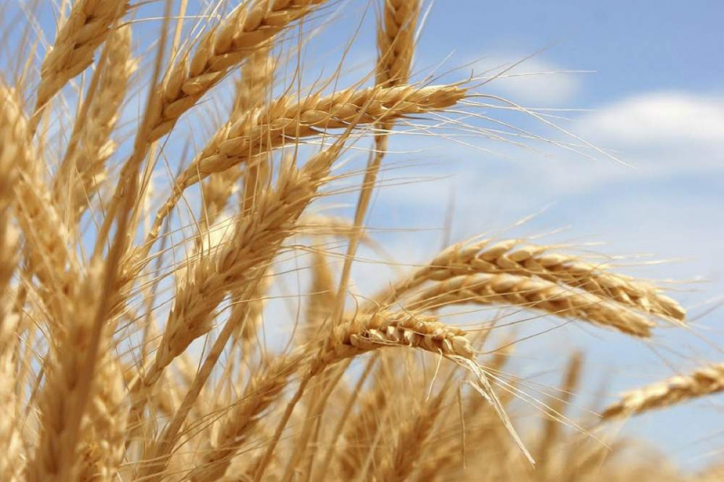 В 2016 году Россия может стать мировым лидером по экспорту зерна